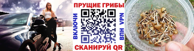 Псилоцибиновые грибы Psilocybine cubensis  Купить  Ельня 